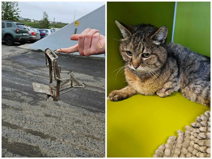 Jacobina segir að villiköttur hefði ekki lifað minkagildruna af.
