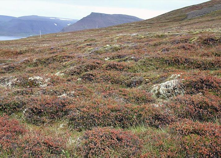 Svona lék birkifetinn annars góða bláberjabrekku í Meðaldal við Dýrafjörð í fyrra.