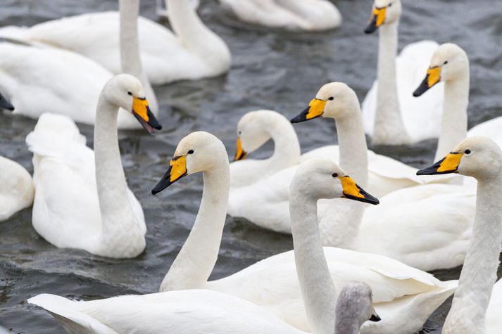 Fram kemur í greinargerð með tillögunni að álft hafi verið friðuð á Íslandi frá árinu 1913 en álftarstofninn hafi stækkað verulega.