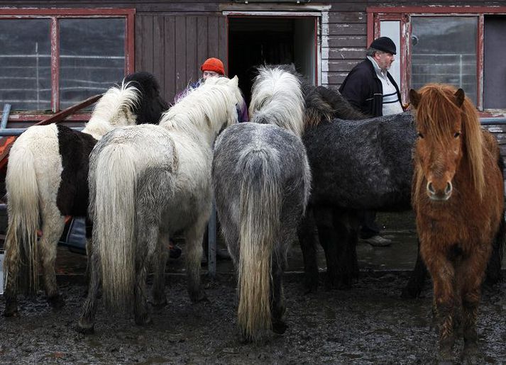 Borgin vill að Alþingi geri ráðstafanir svo hesthús verði í flokki með íbúðarhúsum en ekki atvinnuhúsnæði þegar kemur að fasteignagjöldum.