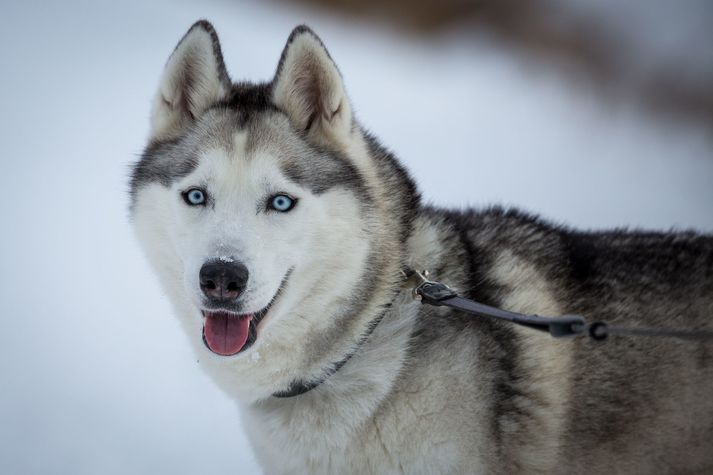 Árásarhundurinn var af tegundinni Siberian Husky. Mynd er úr safni.