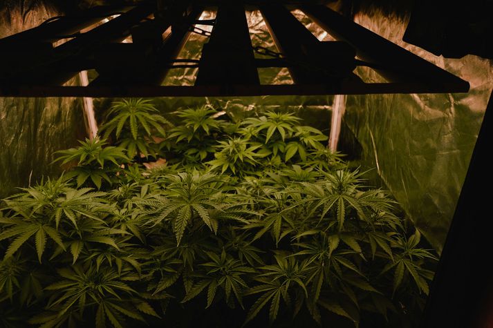 Kannabisefnin voru ræktuð í Reykjavík samkvæmt ákæru. Myndin er úr safni.