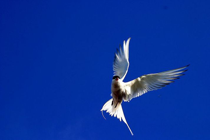 Þótt krían hafi oft verið til ama eru menn farnir að sakna þess að sjá ekki meira af henni í Flatey.