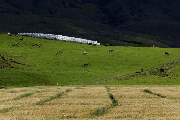 Það kostar 10 sinnum meira vatn að framleiða dýraafurðir en annan mat. Þriðjungur ræktaðs lands fer einnig í að rækta fóður fyrir dýr.