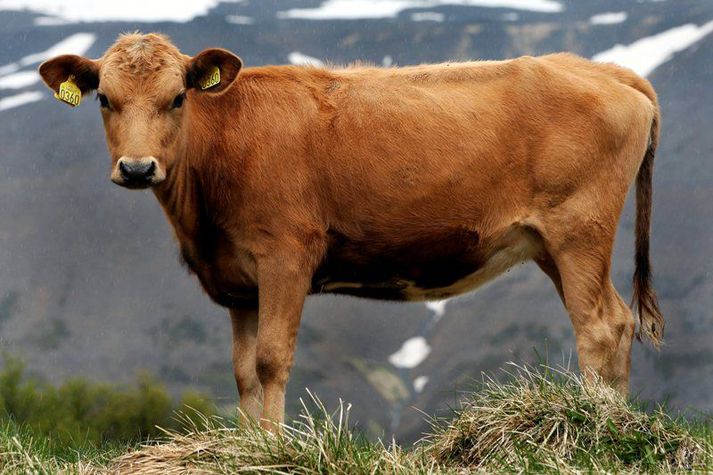 Þessi rólyndislegi íslenski kálfur hefði seint gengið af göflunum eins og sænska beljan.