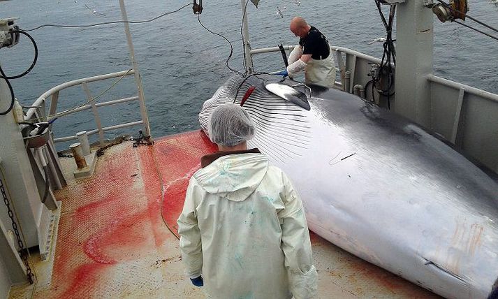 53 hrefnur voru veiddar í fyrra en það annaði ekki eftirspurn. Því er ráðgert að veiða fleiri dýr í ár. Fréttablaðið/Jón Sigurður