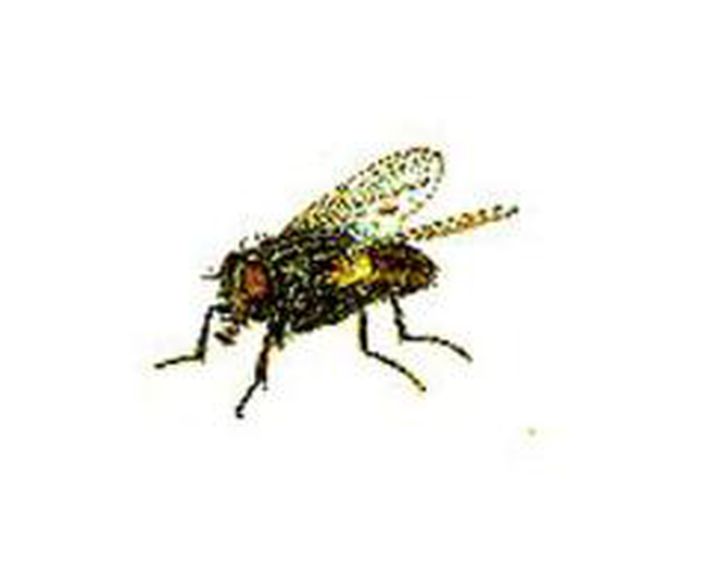Vélflugurnar gætu verið nýttar til sprengiárása á minni skotmörk, eins og tölvur.