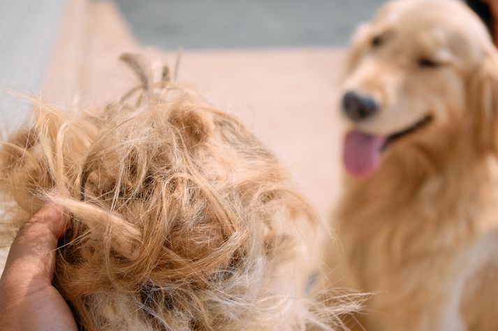 Ekki fylgir sögunni hverrar tegundar hundarnir voru en þeir voru langtum fleiri en lög heimila í Danmörku. Myndin er úr safni.