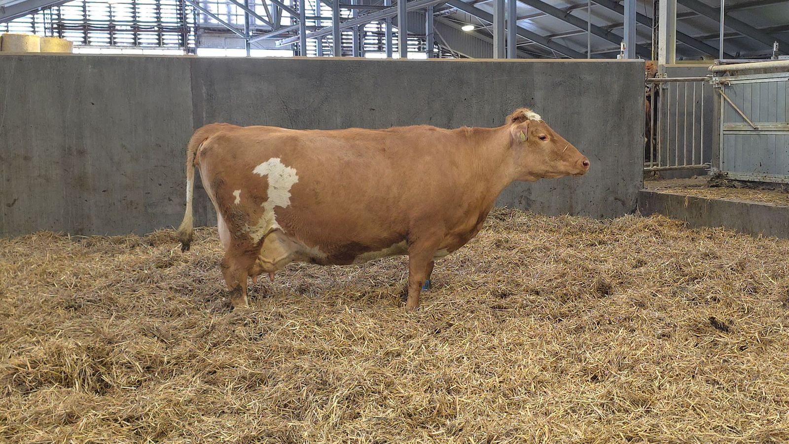 Plóma mjólkar mest allra kúa og setti Ís­lands­met