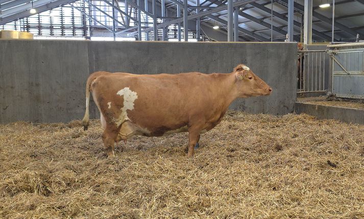 Plóma, sem mjólkar og mjólkar eins og enginn sé morgundagurinn.