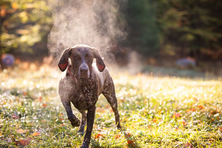 Davíð var ekki með uplýsingar um hverrar tegundar hundurinn er, en ljóst er að um veiðihund er að ræða.