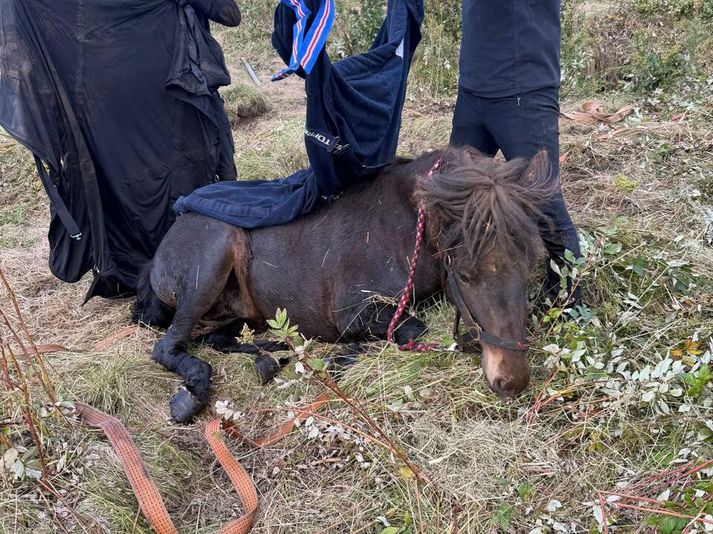 „Hún hafði alveg einstakan kraft í þessu öllu saman,“ segir eigandi hryssunnar Vordísar sem fannst á lífi eftir að hafa verið týnd í rúma tvo sólarhringa.