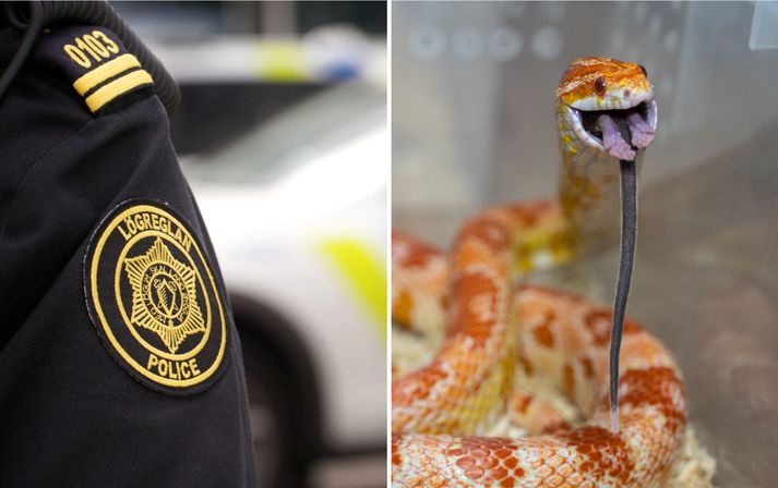 Um var að ræða kornsnák sem telst varla sem stór snákur fyrir utan landsteinanna en getur þó verið allt að metri að lengd.