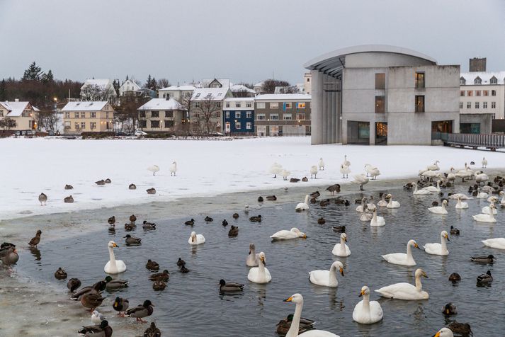 Það gæti orðið svolítið kalt hjá fuglunum á tjörninni um helgina.