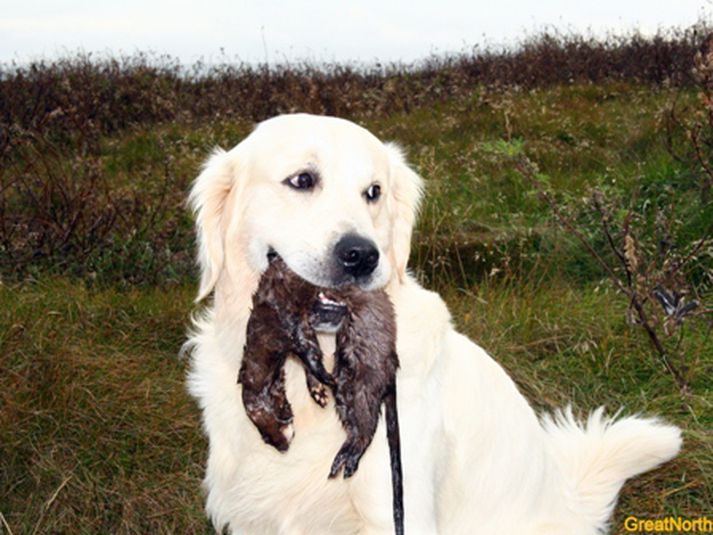 Josh kampakátur með bráðina í kjaftinum.