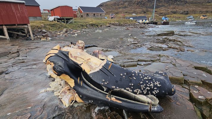 Nýskorinn hvalur í þorpinu Qaarsut.