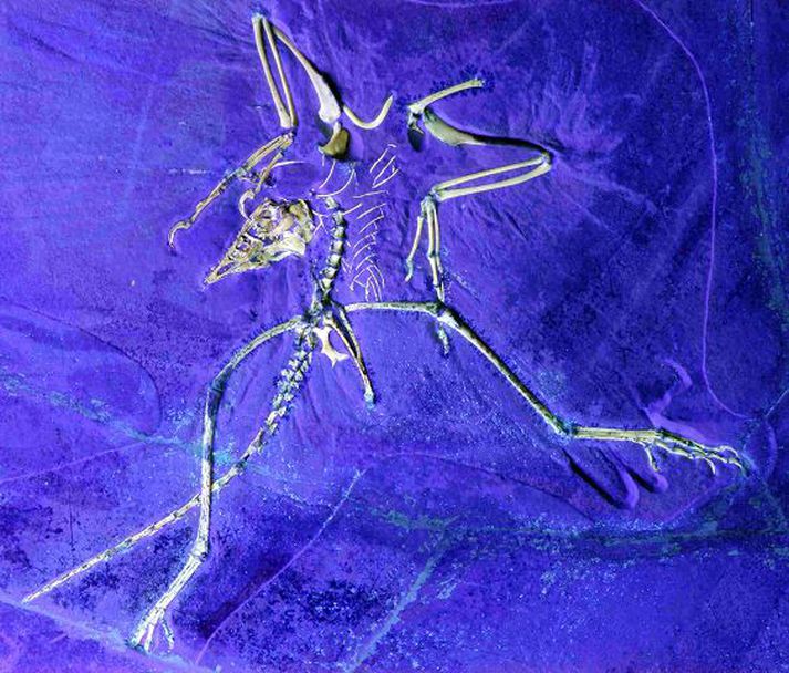 Archaeopteryx. Útfjólublá mynd af steingervingnum.