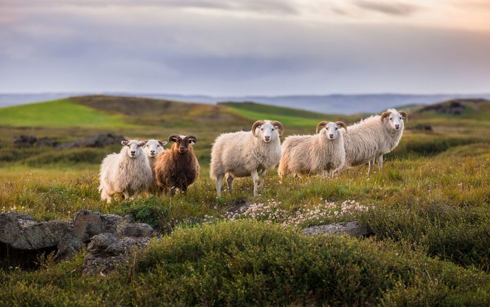 Að ferðast um Ísland er málið.