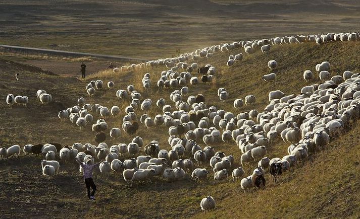 Gömul álitamál og ólíka hagsmuni um nýtingu lands verður að leysa ef árangur á að nást í að klæða örfoka land að nýju.