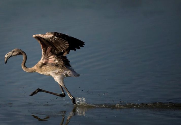 Vísindamenn segja jörðina heimili 8,7 milljón tegunda af lífverum. Þetta er ungur flamingo frá spáni.