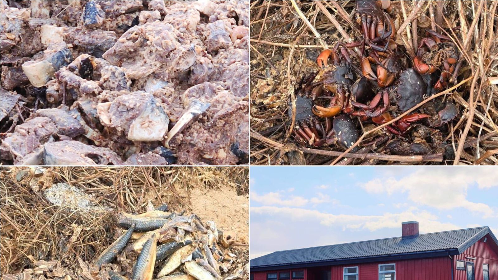 Fisk­úr­gangi fargað á úti­vistar­svæði: „Þetta er náttúru­lega bara við­bjóður“