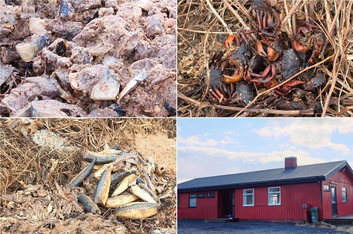 Alls konar sjávarfangsúrgangur hefur skyndilega birst við Sólheimakot að Nesjavallaleið síðustu mánuði.