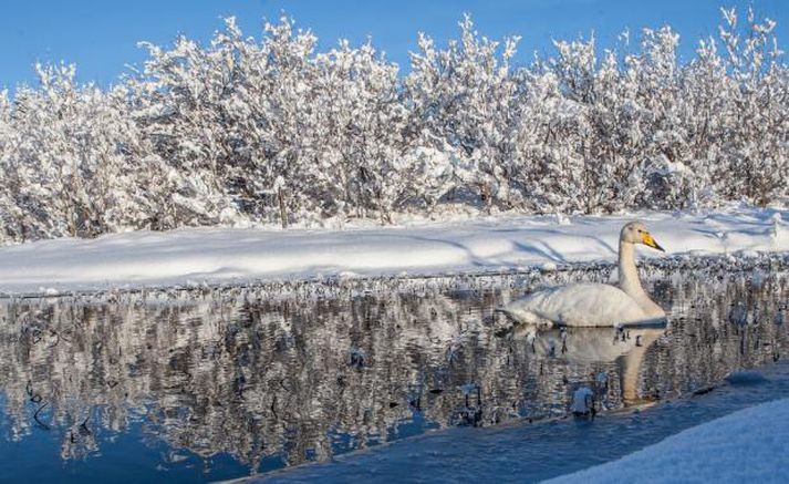 Það var víða mikið frost í nótt.