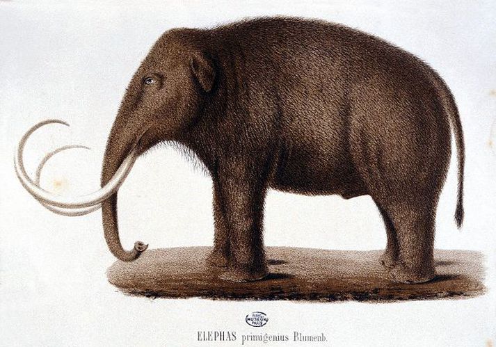 Sívaxandi skóglendi þrengdi að loðfílunum, sem að lokum dóu út á sléttum Síberíu. nordicphotos/AFP