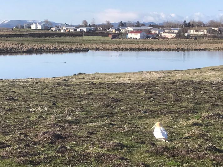 Súlan mætti á Álftanesið á föstudaginn, settist við Kasthústjörn þar sem er fjölskrúðugt fuglalíf og var þá greinilega fárveik.