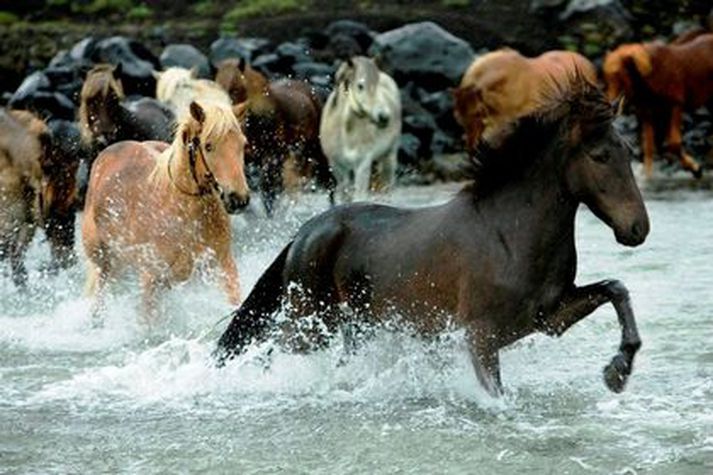 Á myndinni eru hestar í á, ekki hestar í kappreiðum.
