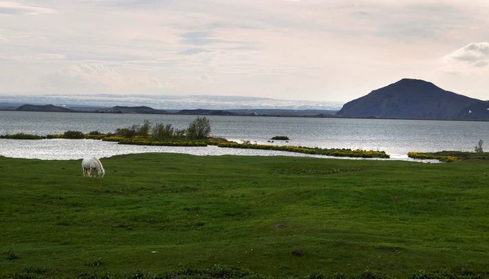 Líkur eru á mengun í Mývatnssveit í kvöld.