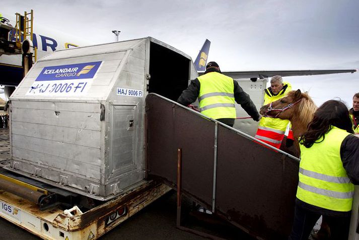 Icelandair Cargo sér um hestaútflutning frá Íslandi í samstarfi við fyrirtæki hér á landi sem sérhæfa sig í þessum efnum. Hestarnir virðast að sögn Eysteins Leifssonar hestaútflytjanda taka fluginu ótrúlega vel. „Hann er með svo mikið jafnaðargeð, hann er bara svo kúl á því.“ 