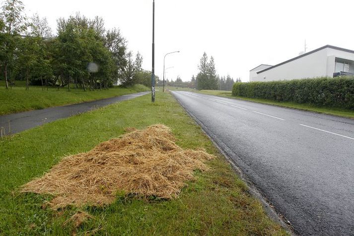 Grasið hefur ekki verið hirt í tíu daga, og blasir við þeim sem fara um götuna.