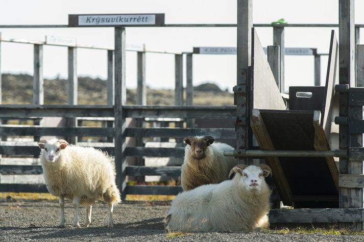 Flutningsmaður segir frumvarpið lagt fram sem viðbragð við slæmri stöðu í sauðfjárrækt.