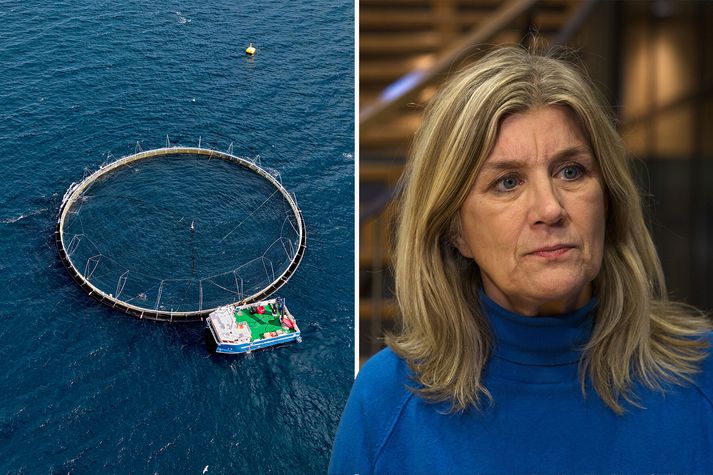 Fjölmargir andstæðingar sjókvíaeldis eru algerlega sannfærðir um að hagsmunaaðilar eldisins, innan sem utan ráðuneytis, hafi komist með puttana í lagareldisdrögin sem Hanna Katrín hefur nú lagt fyrir í samráðsgáttinni. Umsagnir eru þegar orðnar tæplega sex hundruð en frestur til að skila inn áliti rennur út í dag.