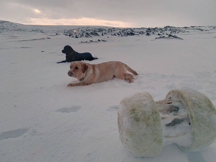 Hundarnir tveir og flöskuskeytið.