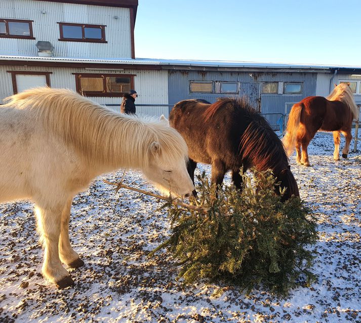 Hestarnir hjá Katrínu háma í sig jólatrén og eru hæst ánægðir með að fá að njóta trjánna, sem fólk hafði inni í stofu hjá sér um jólin.