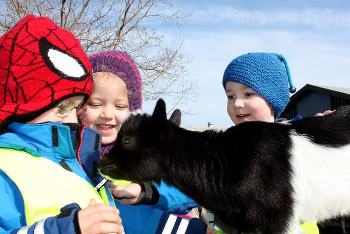 Fjörugir kiðlingar setja svip sinn á húsdýragarðinn um þessar mundir. Fram undan er svo sauðburður.