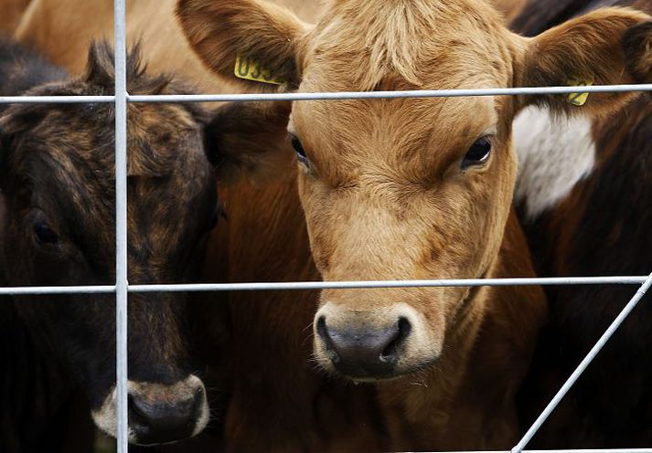 Landbúnaður Bændasamtökin vilja að Ísland krefjist þess að tollar verði áfram lagðir á landbúnaðarvörur frá ESB í aðildarviðræðum. Aðrir hagsmunaaðilar telja það óraunhæft með öllu.Fréttablaðið/Stefán