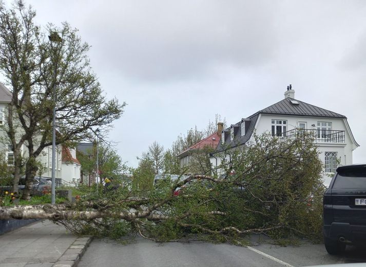 Tré féll á Tjarnargötu í Reykjavík í hvassviðrinu í gær.