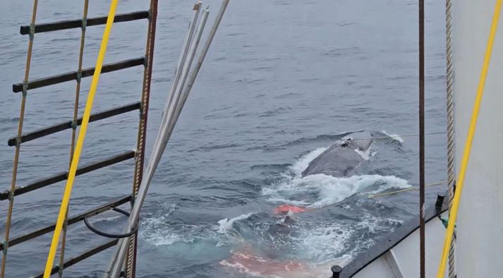 Samantekt á fjölda skota á hvert dýr leiddi í ljós að af 24 dýrum voru 5 tvískotin.