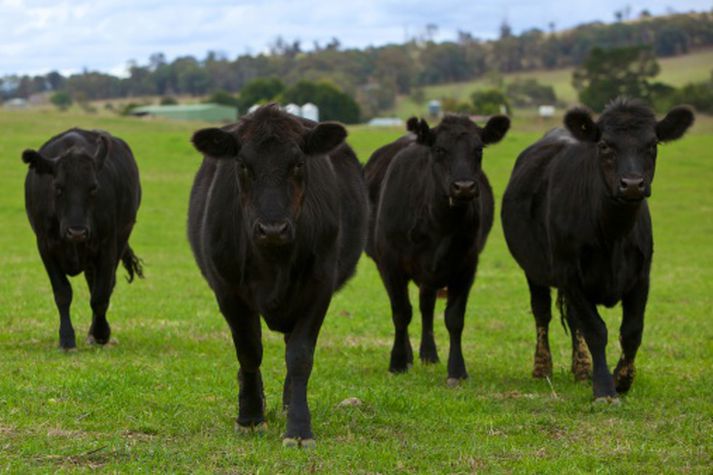 Fósturvísarnir úr Aberdeen Angus holdanautgripum frá Noregi voru teknir í maí.