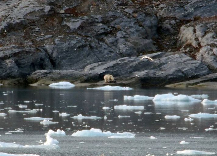 Íslendingarnir sáu ísbjörninn m.a. veiða sér sel til matar