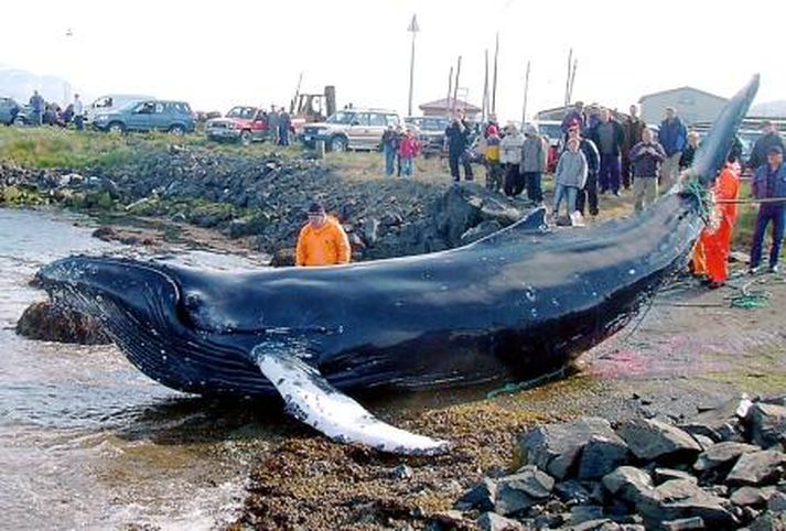 Íslendingar eru siðlausir umhverfisþrjótar að mati National Geographic.
