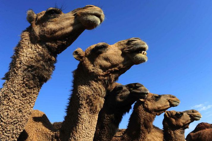 Á búfjármarkaði í Kabúl gátu menn keypt sér úlfalda til að fórna á hátíðinni.