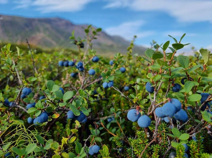 Bláberin eru víða stór og safarík.