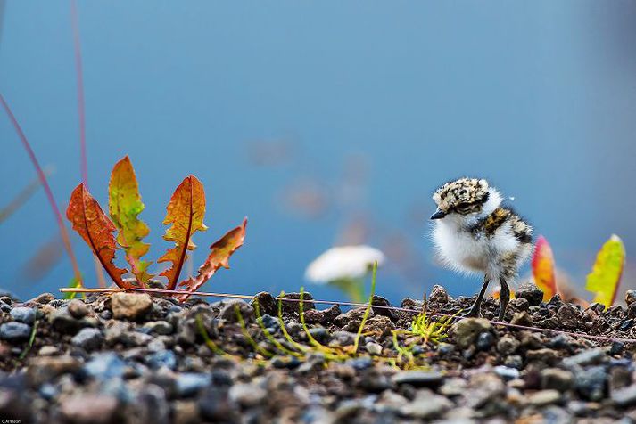 Ljósmynd Guðmundar Árnasonar af sandlóuunga á Grenivík var vinningsmynd þriðju sumarljósmyndasamkeppni Fréttablaðsins.