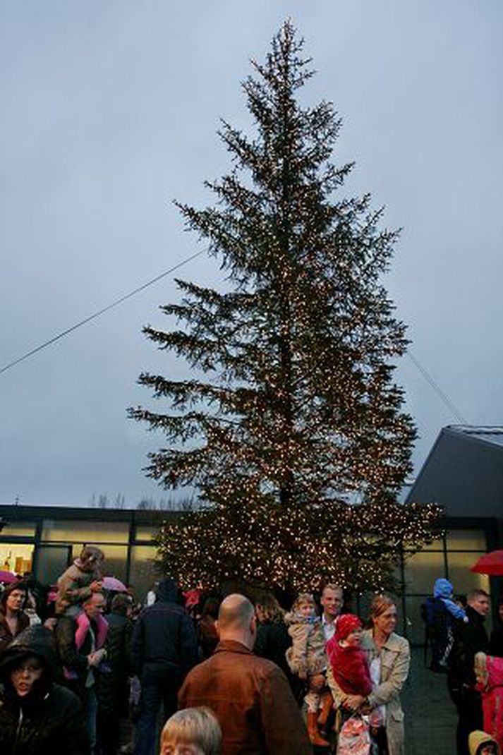 Kveikt var á hæsta jólatré sem fellt hefur verið á Íslandi við verslun Blómavals í Skútuvogi í gær.