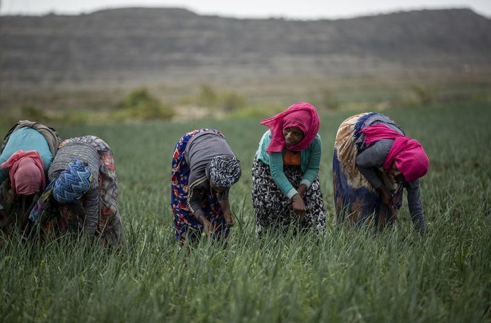 Konur að vinnu á akri nærri Mekelle, höfuðborg Tigray. Vitni segja þúsundum kvenna hafa verið nauðgað og nauðgunum sé beint með markvissum hætti.