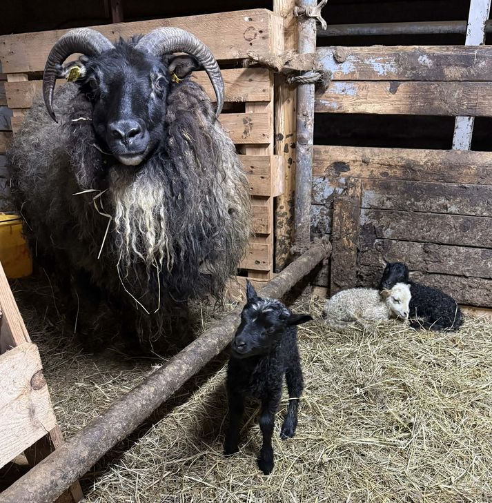 Bláklukka með lömbin sín þrjú í fjárhúsinu í Viðvík í Skagafirði.